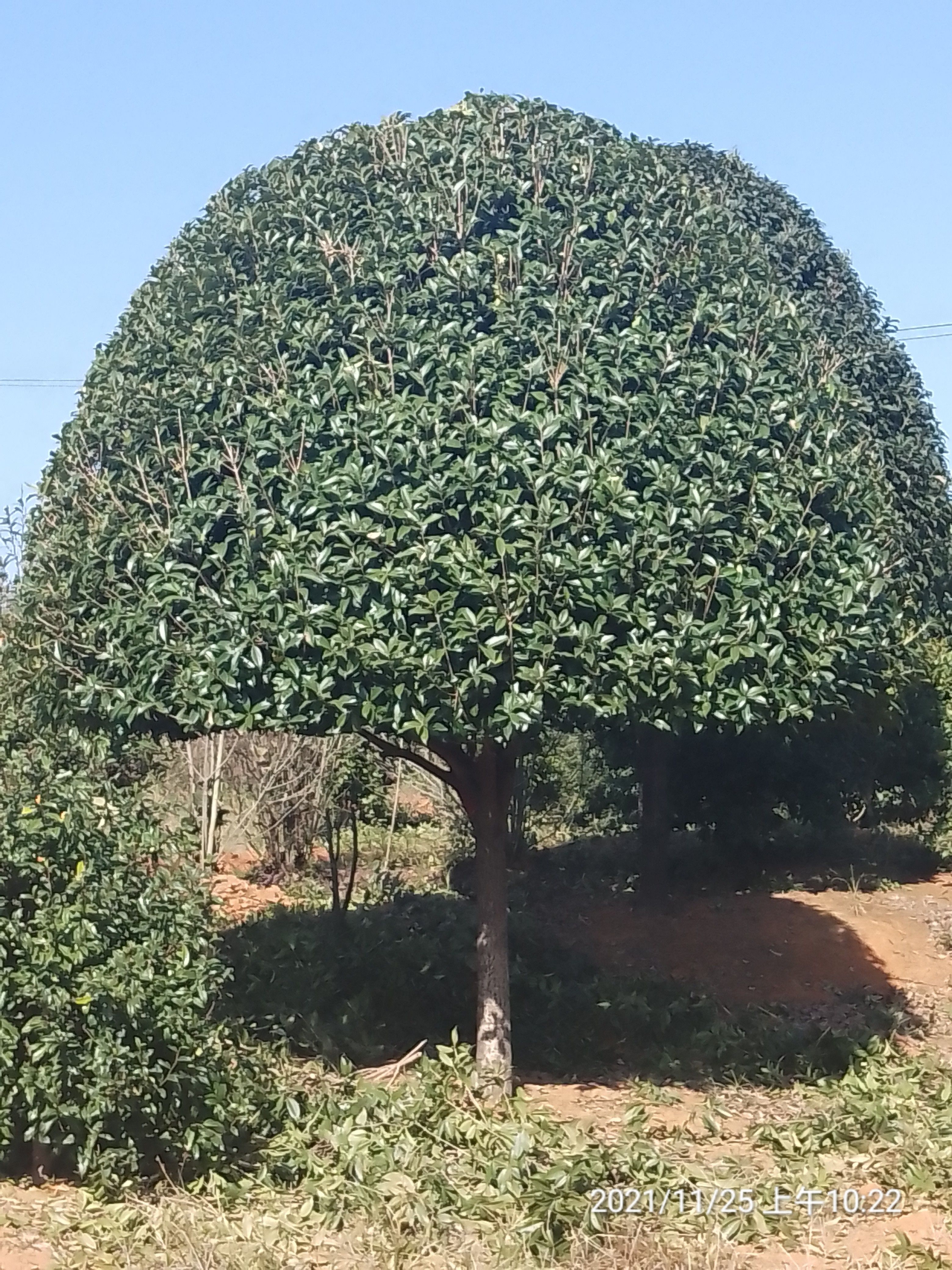 桂花树，出售10一18公分高杆桂花树，分枝1.8米，海量供应