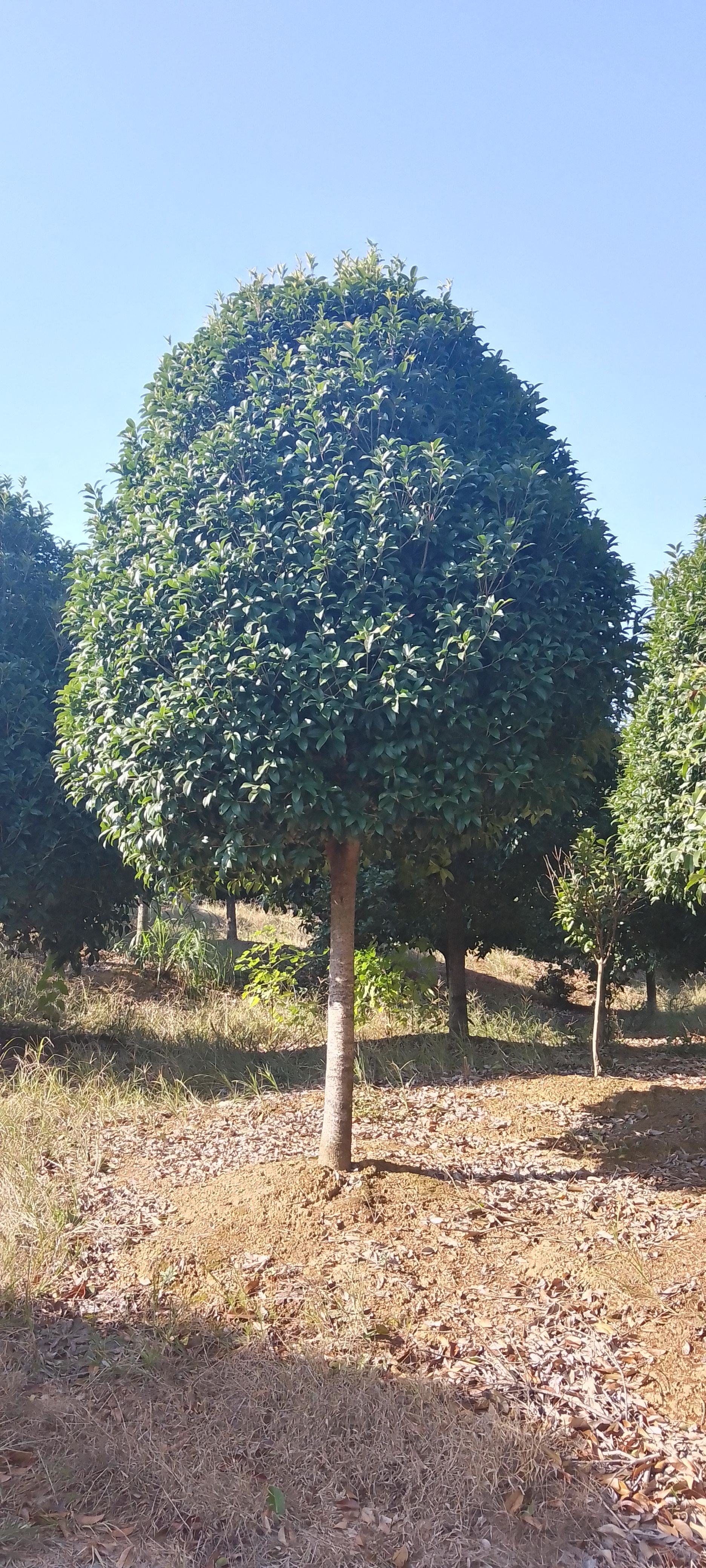桂花树，出售10一18公分高杆桂花树，分枝1.8米，海量供应