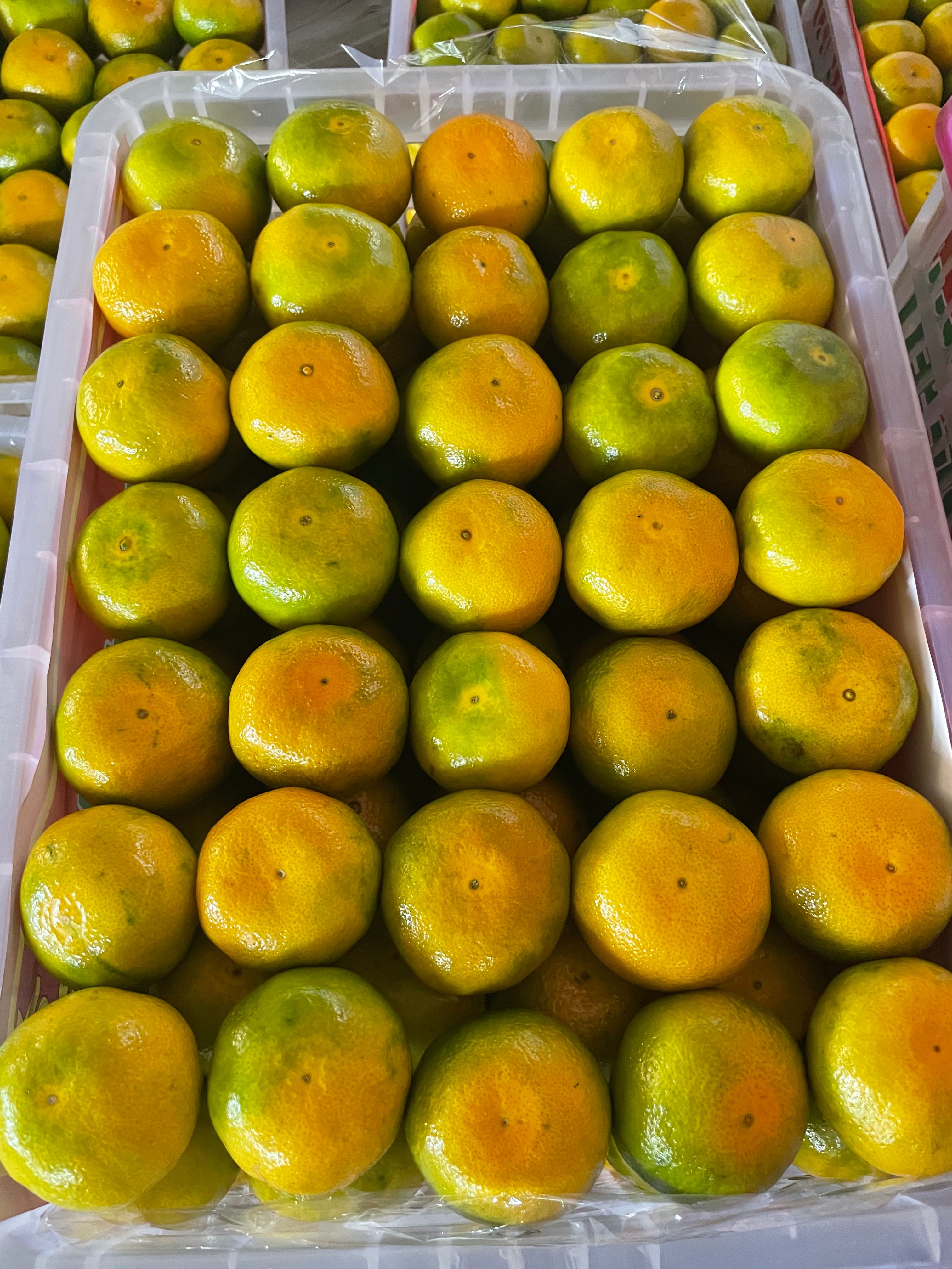 宜昌湖北高山蜜橘大量供應 產地直供 大芬四號 特早蜜橘 葉桔