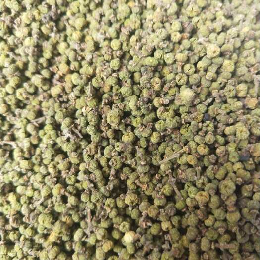 洞口县中花  吴茱萸
