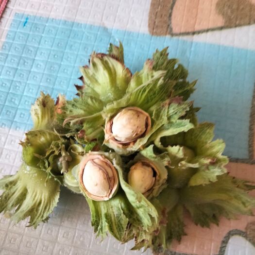 西丰县老张家大果楱子