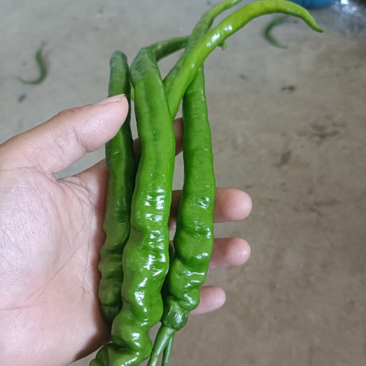 凤凰县辣椒