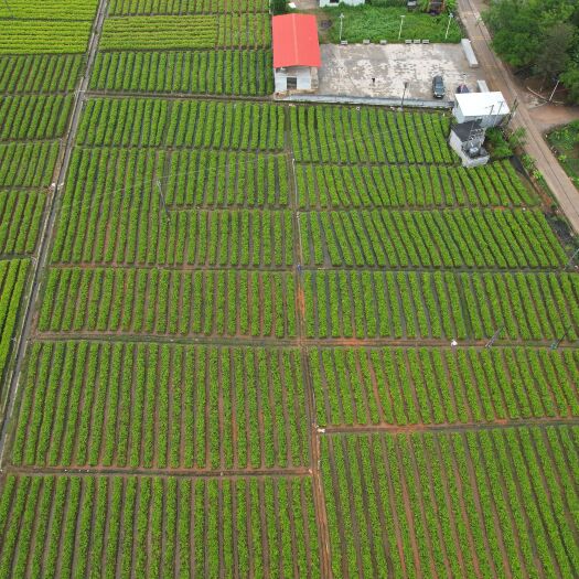 化州市沉香苗，大型专业育苗基地