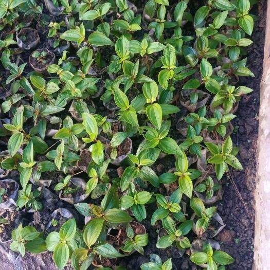 上思县白花野牡丹苗