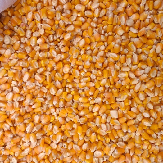 宜城市湖北襄阳优质玉米毛粮 容重720g/L 水分低于14%