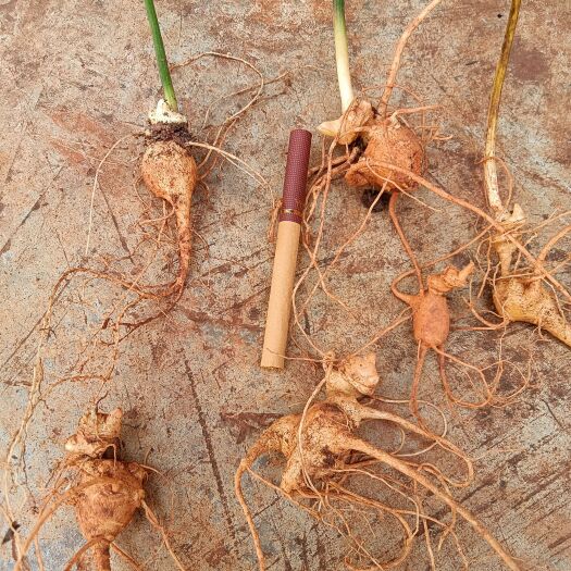 会泽县土地合同到期，处理部分药苗：竹节参三年苗，