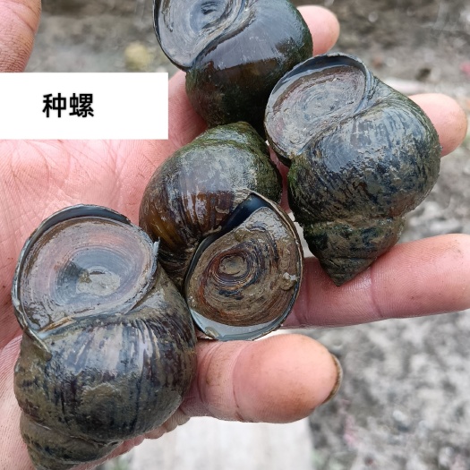 监利市11月13号养殖田螺(各种规格下单点)
