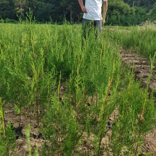 随县侧柏塔柏