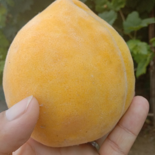 汝南县锦绣黄桃