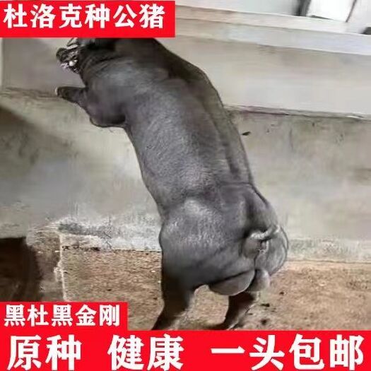 新美系黑杜种公猪种母猪