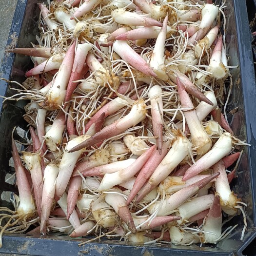 利川市阳荷种根