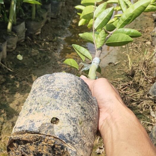 化州市名贵中药