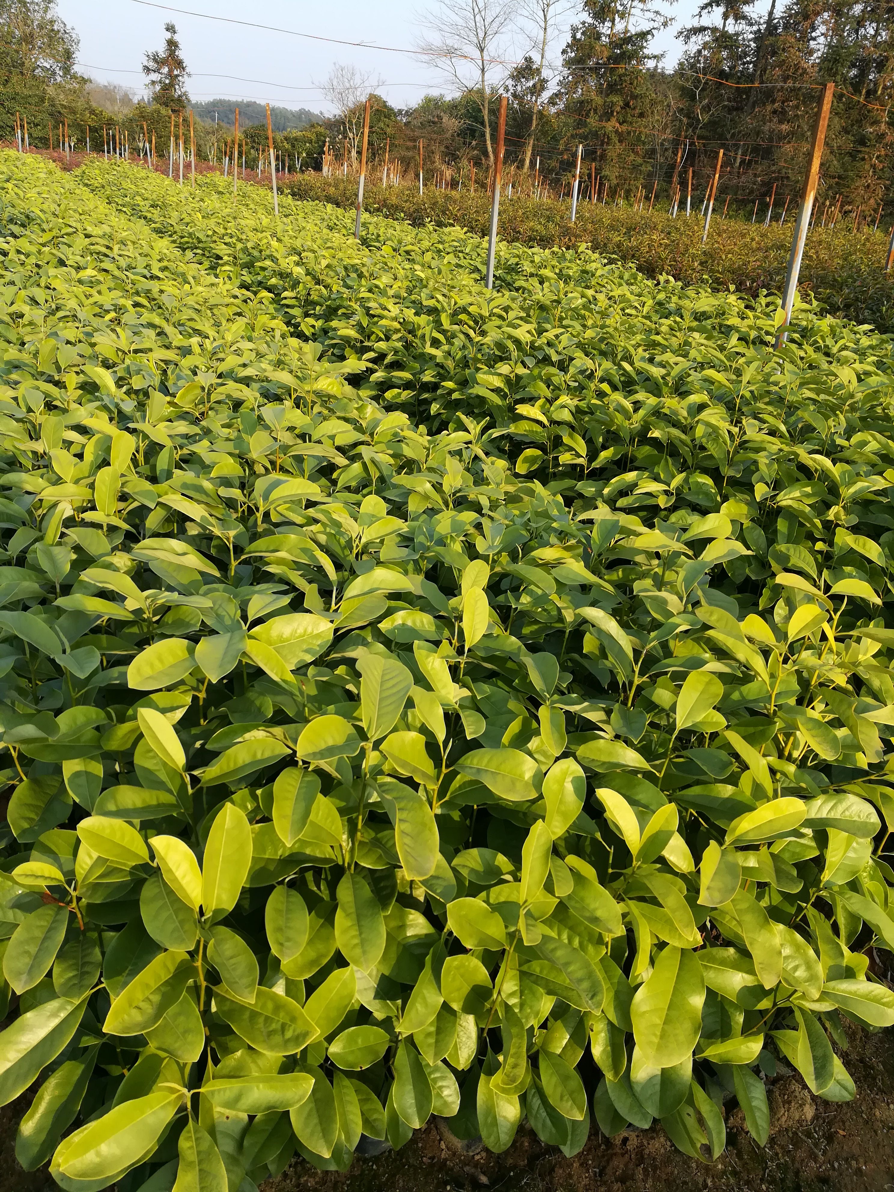 深山含笑小苗 深山含笑杯苗 深山含笑袋苗价格