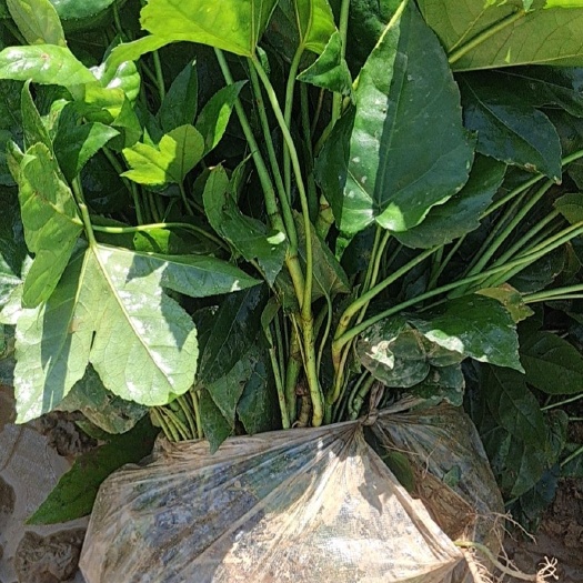 长沙八角金盘苗地苗杯苗地被植物基地直批