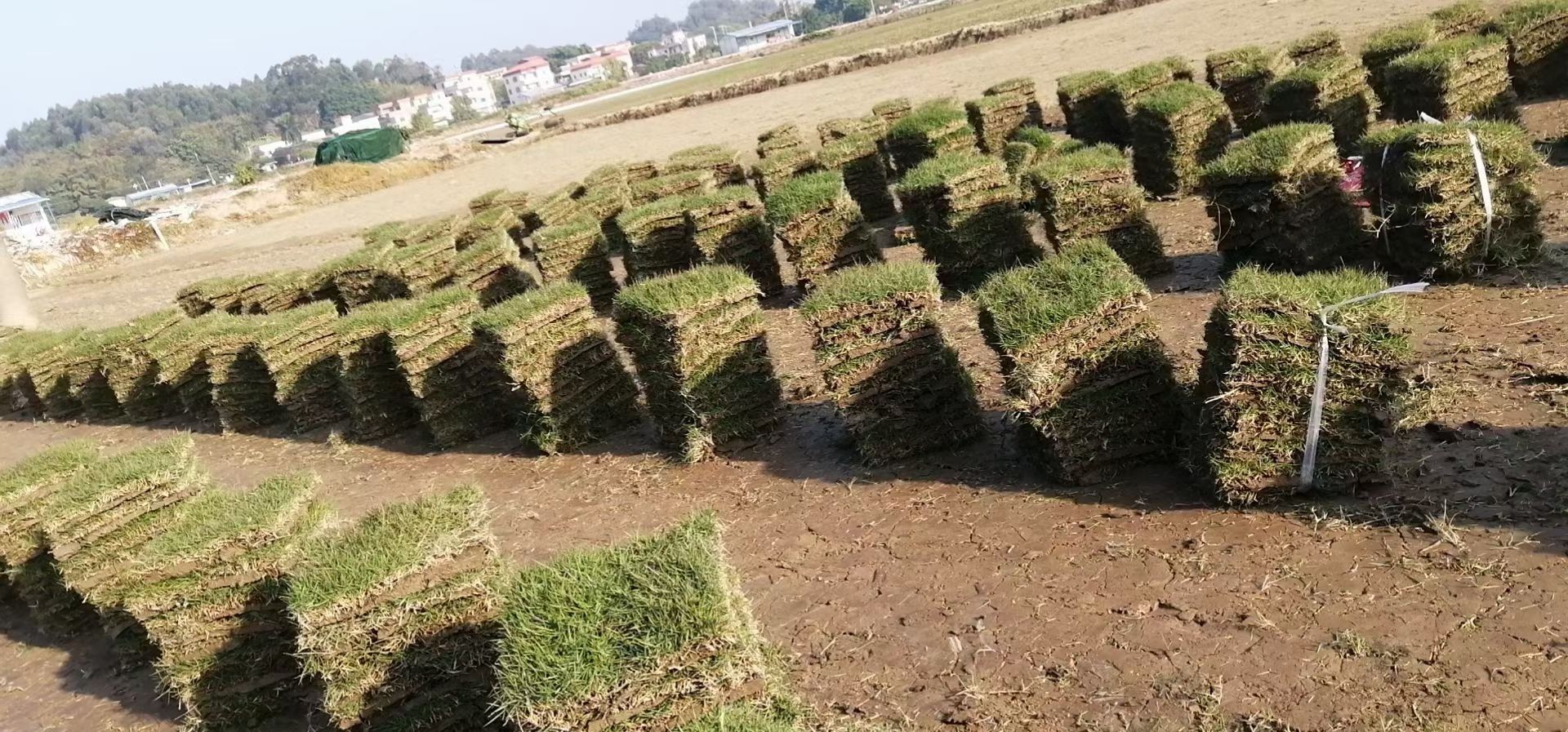 草坪