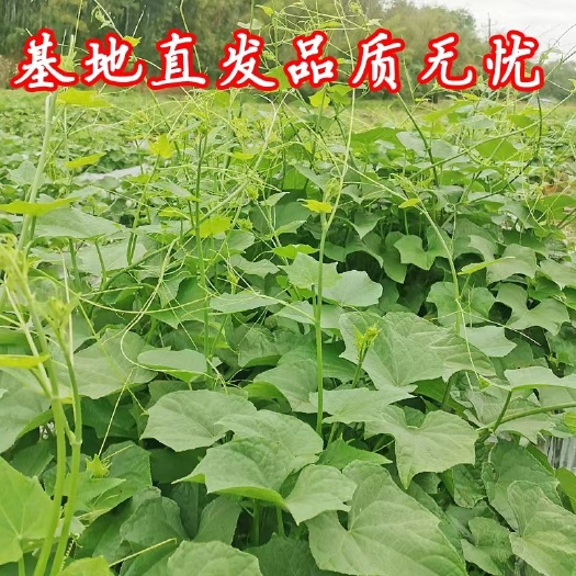 佛手瓜尖，丝瓜尖，捧瓜尖，龙须菜，蔬菜