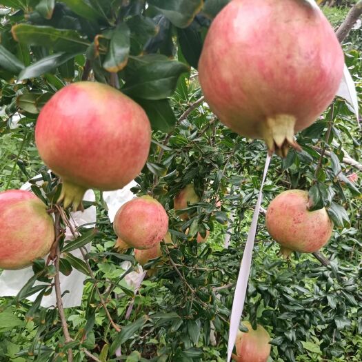 会理市会理突尼斯软籽石榴