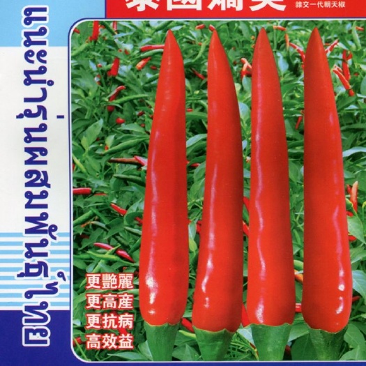 昆明朝天椒种子小米辣种子泰系朝天椒