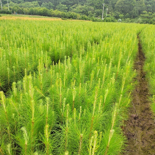 湿地松树苗 湿地松杯苗 造林苗 湿地松袋苗 营养杯湿地松小苗