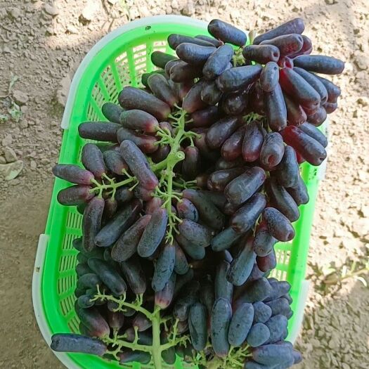 香河县自家种植蓝宝石葡萄