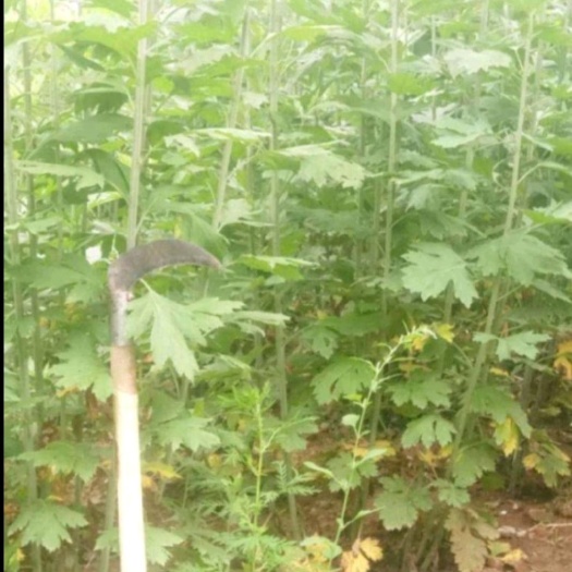 洛阳艾草种子，大叶艾，药用艾种子，