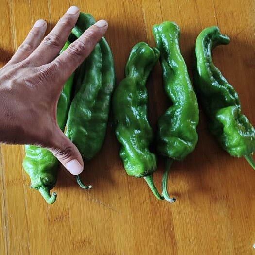 商丘青泡椒大量现货