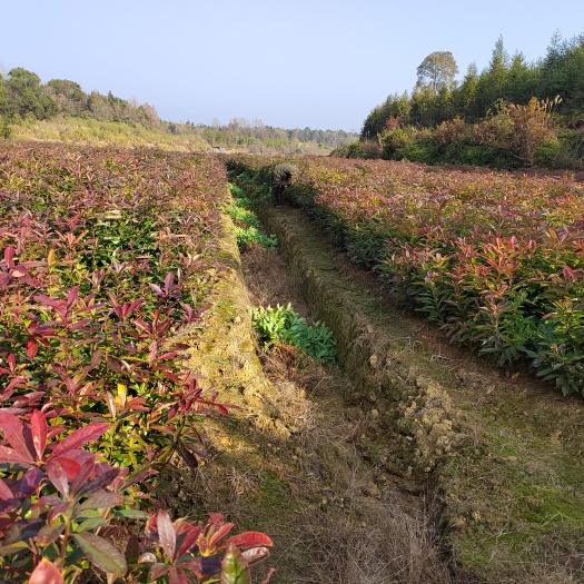奉新县木荷苗 木荷小苗价格 木荷苗基地 江西木荷苗