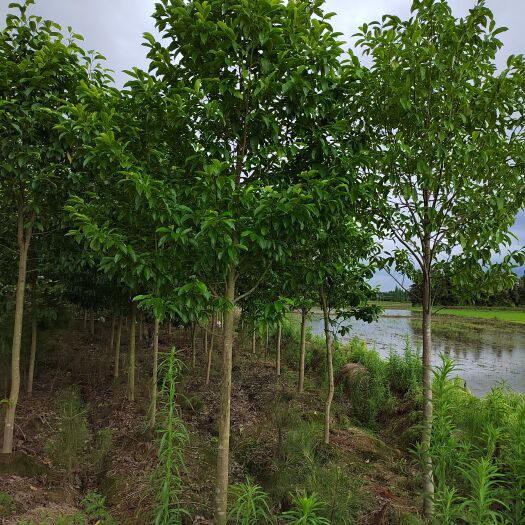 乐昌含笑批发 6公分乐昌含笑价格 乐昌含笑基地