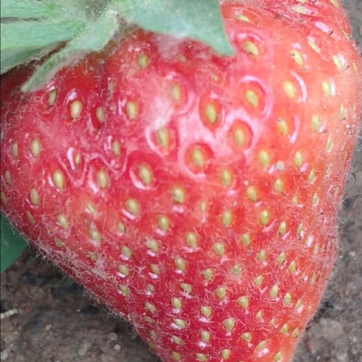 泰安正品四季草莓种苗
 和风四季草莓苗  蒙特瑞草莓苗