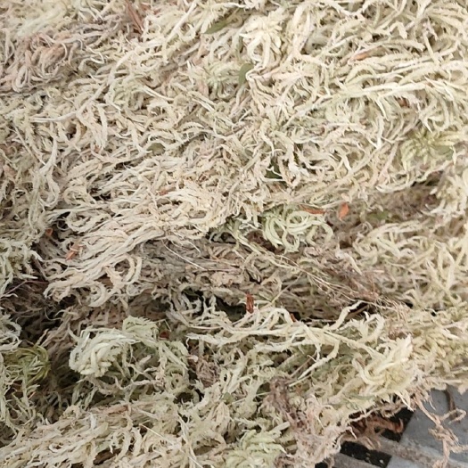 贵州水苔