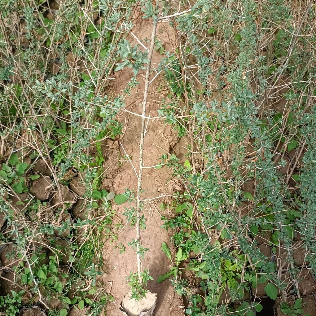 沙棘甘肃沙棘旱地成活率好适合荒山绿化