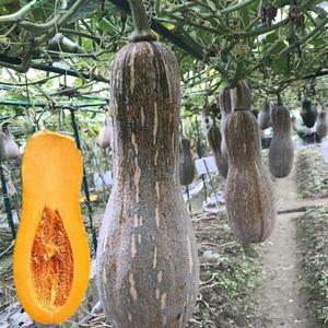 弥勒市蜜本南瓜，口感好，耐保存，
