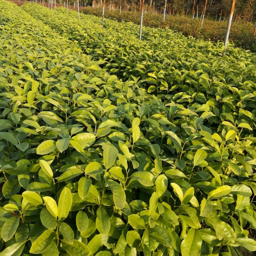 奉新县深山含笑小苗 深山含笑杯苗 深山含笑袋苗价格
