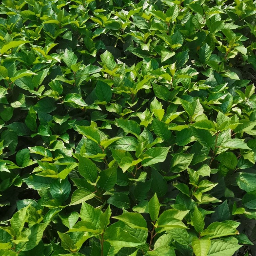 泰安脱毒组培吉塞拉6号砧木12号砧木矮化砧木