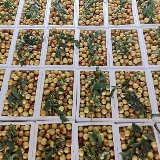 大荔县陕西大荔冬枣大量上市