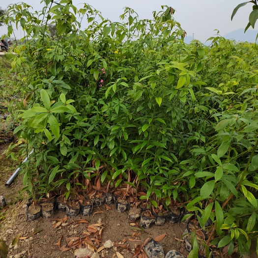 奉新县楠木杯苗 楠木袋苗 楠木营养杯苗价格 楠木大杯苗
