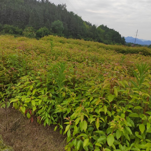 奉新县香樟杯苗 香樟小苗 香樟袋苗 香樟营养杯容器苗