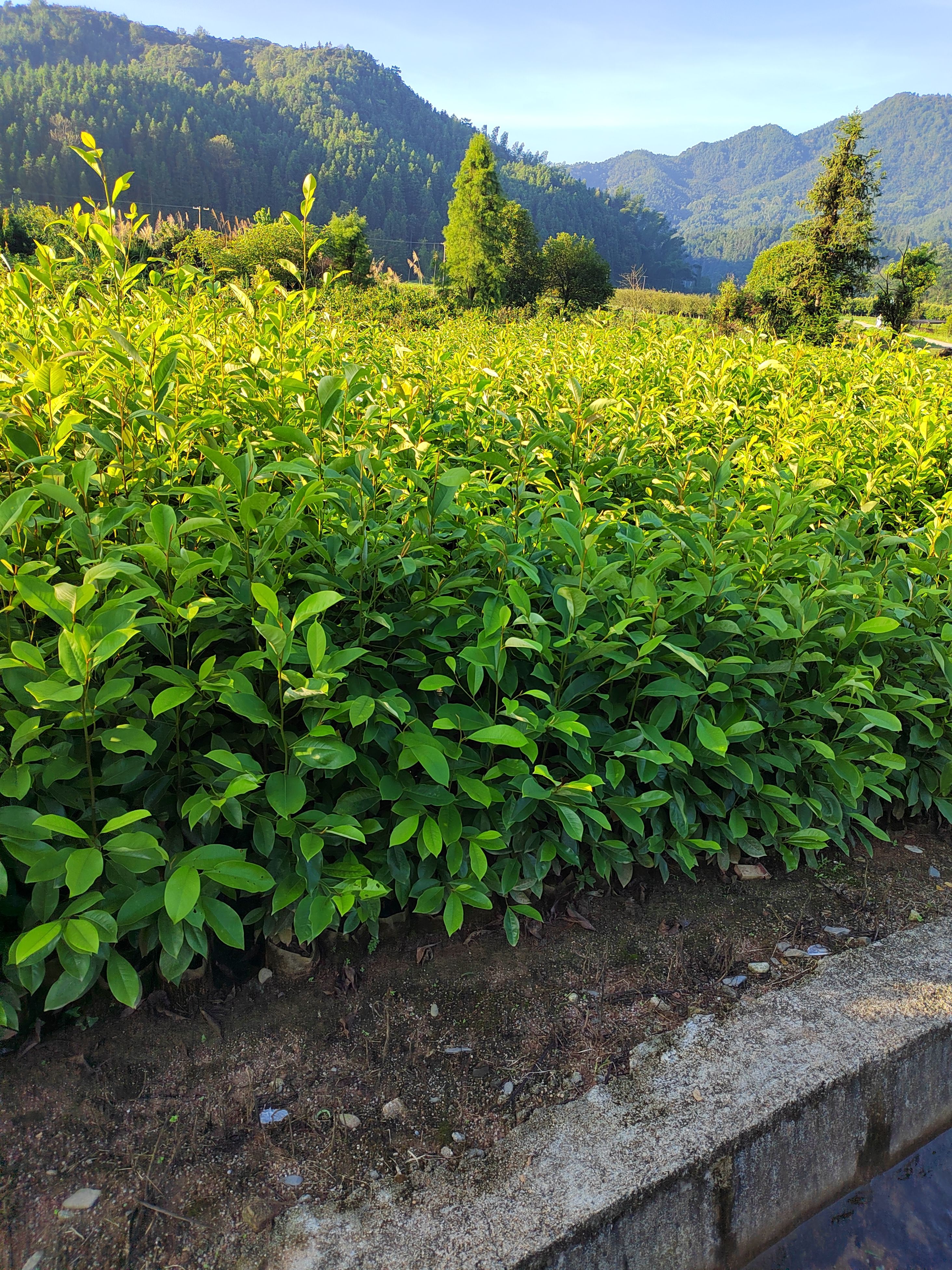 火力楠杯苗 火力楠袋苗 火力楠营养杯苗 容器苗