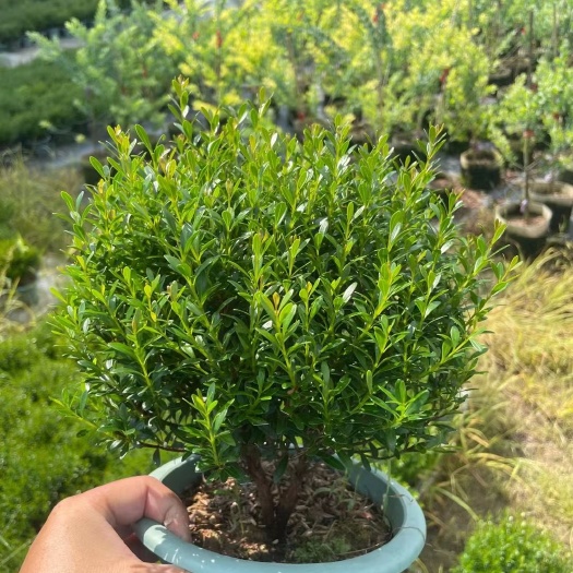 赤楠    小叶赤楠