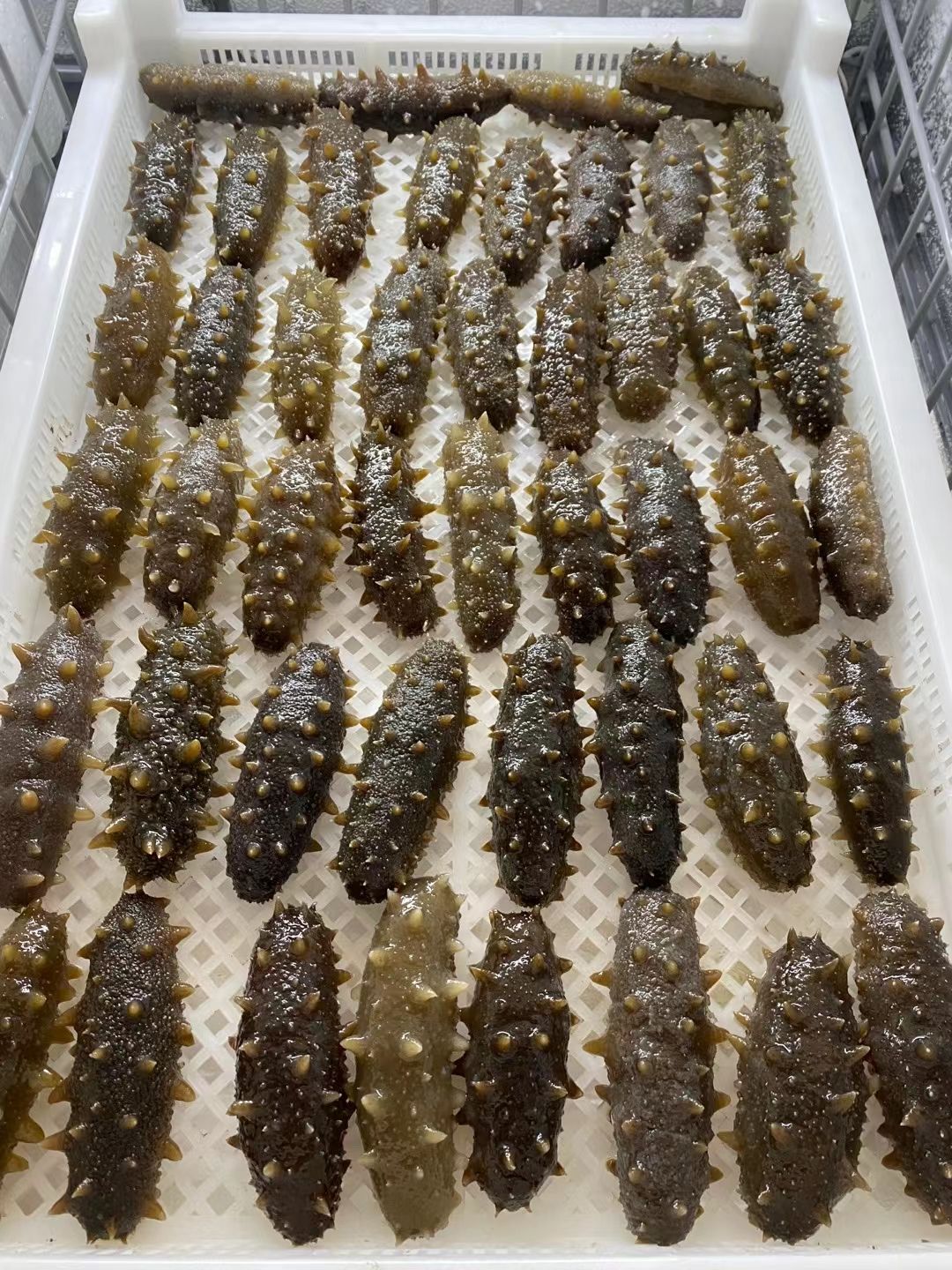 威海本地盐渍海参