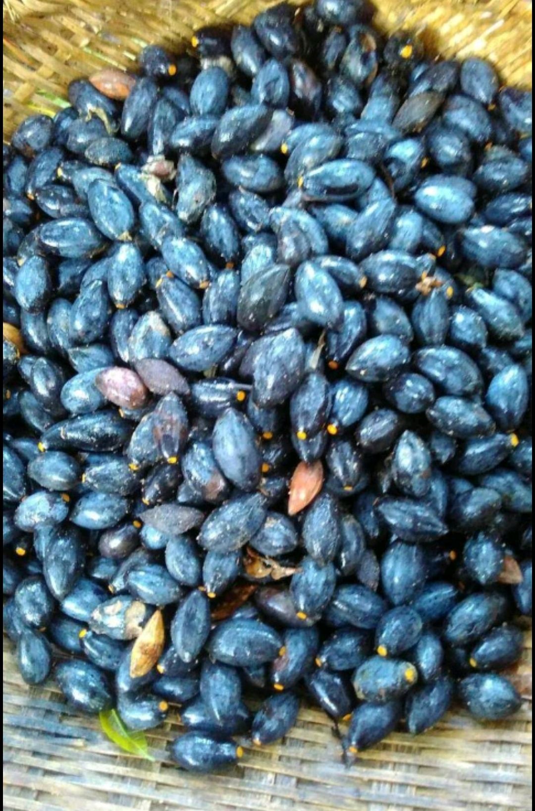 新鲜乌橄榄   黑橄榄     大量供应