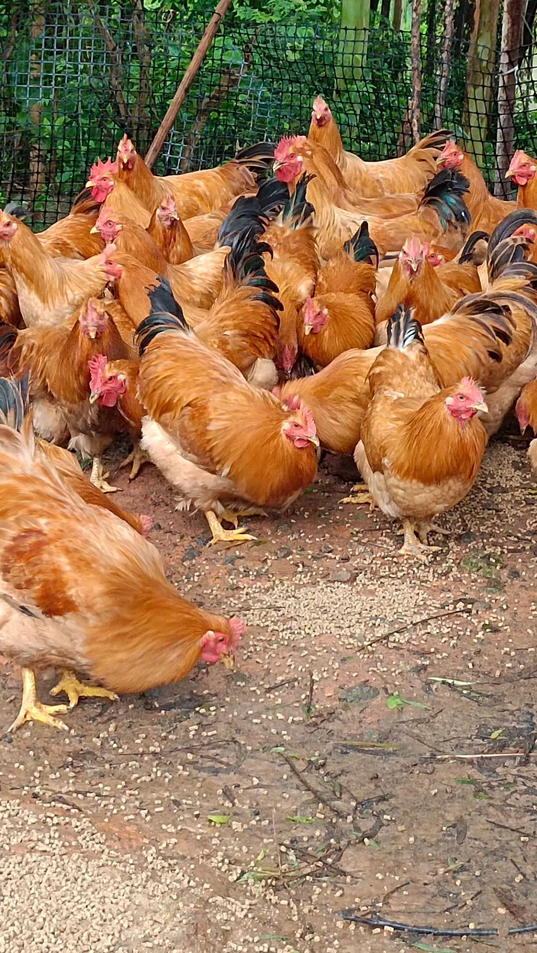 180多天三黄阉鸡