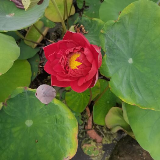 安新县精品荷花盆栽