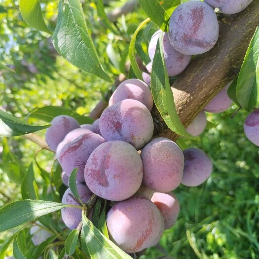 毕节小脆红