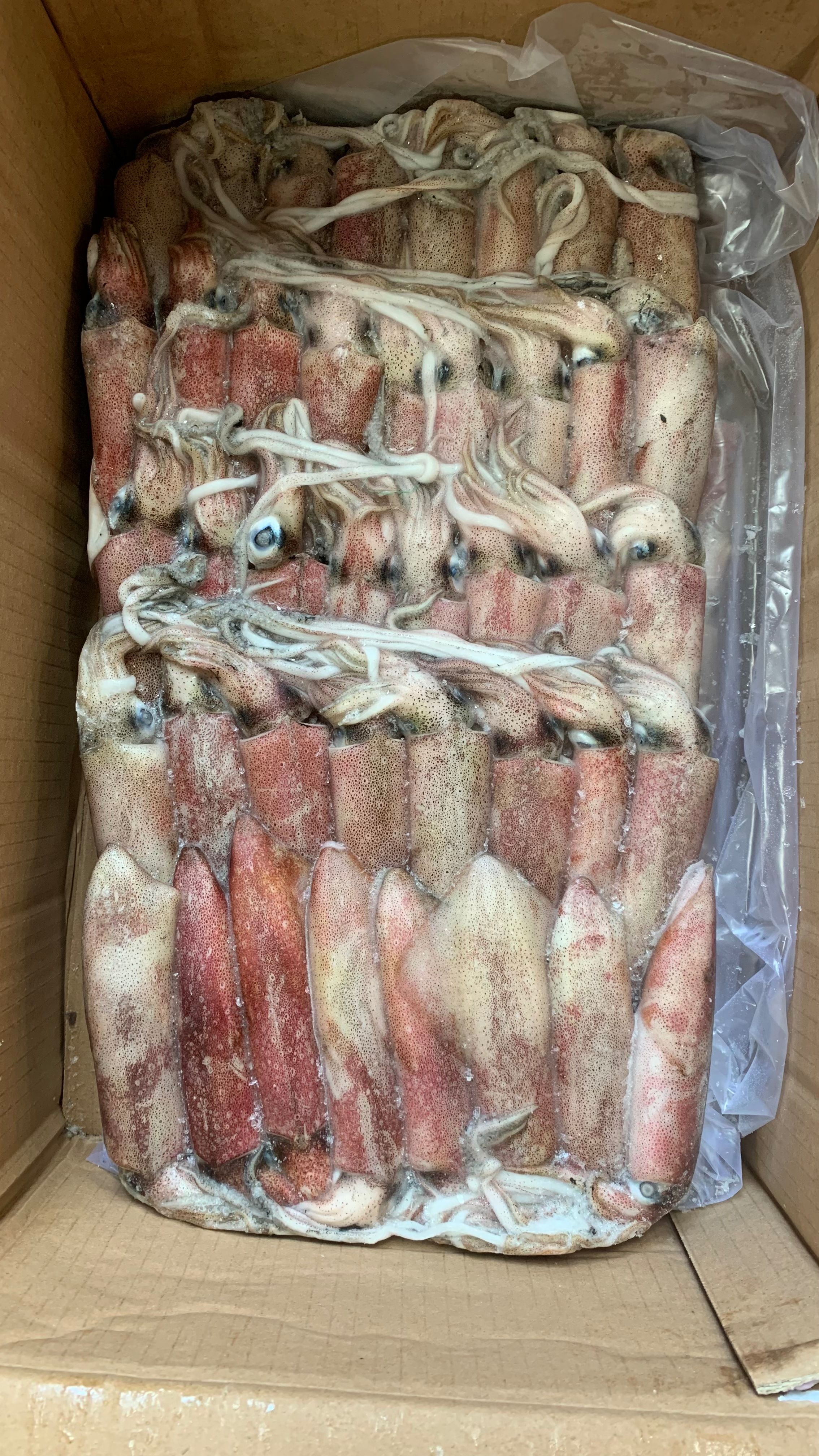 印尼红鱿批发钓6p钓5鱿鱼批发红管批发