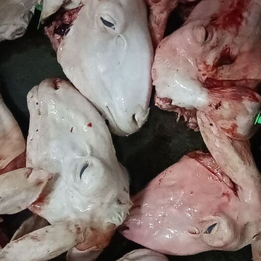 厦门羊头  绵羊毛头