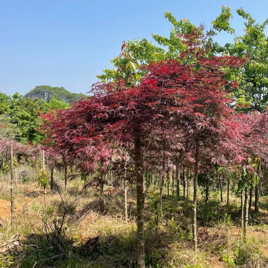 全州县羽毛枫