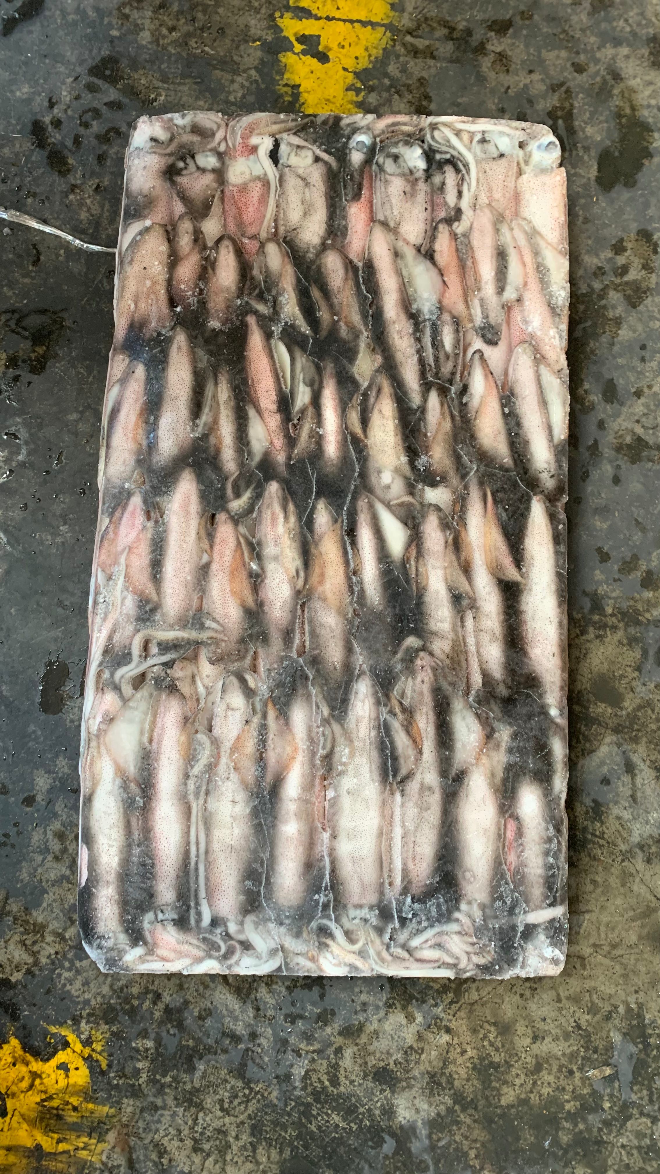 印尼红鱿批发钓6p钓5鱿鱼批发红管批发