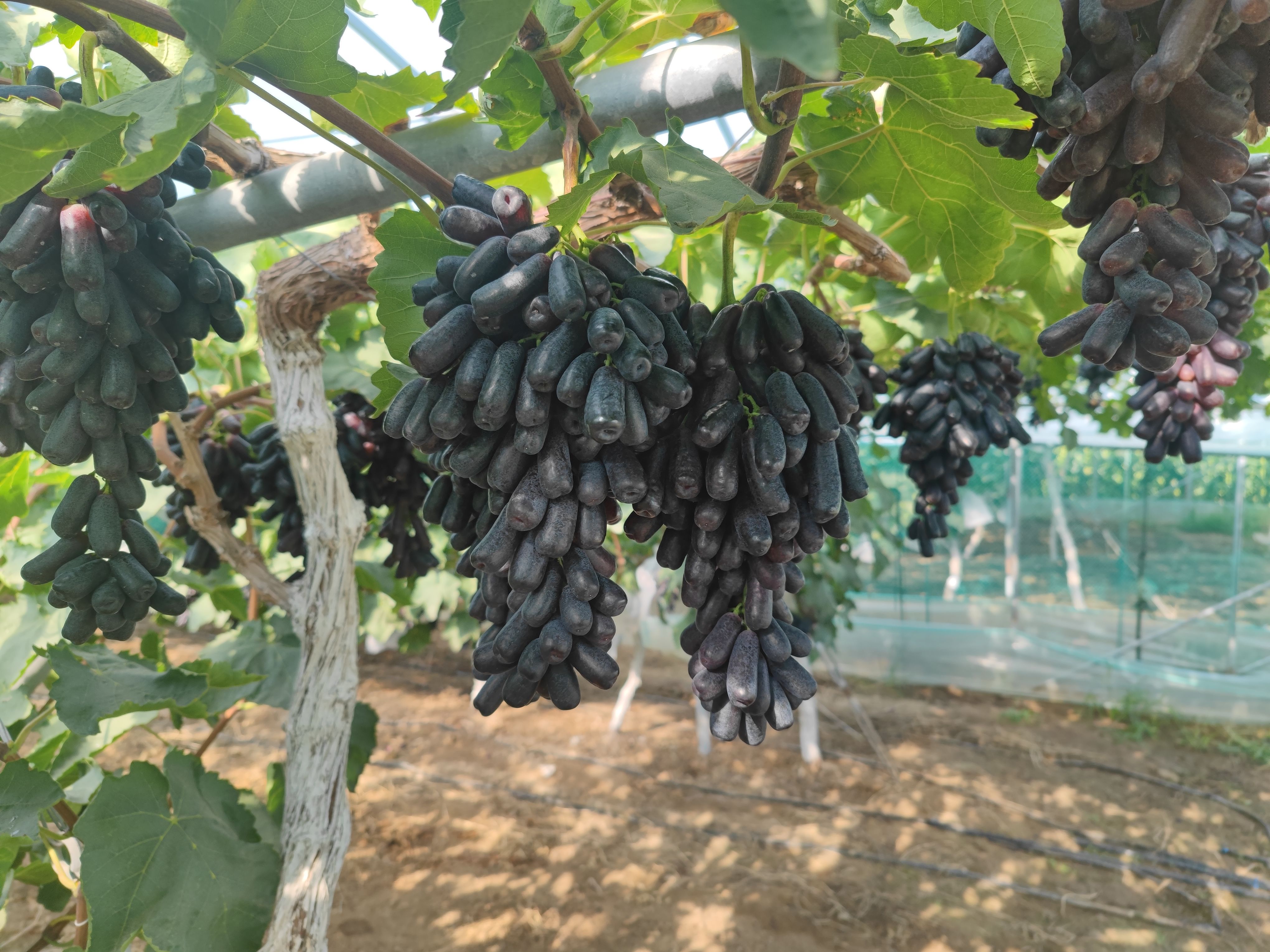 甜蜜蓝宝石葡萄