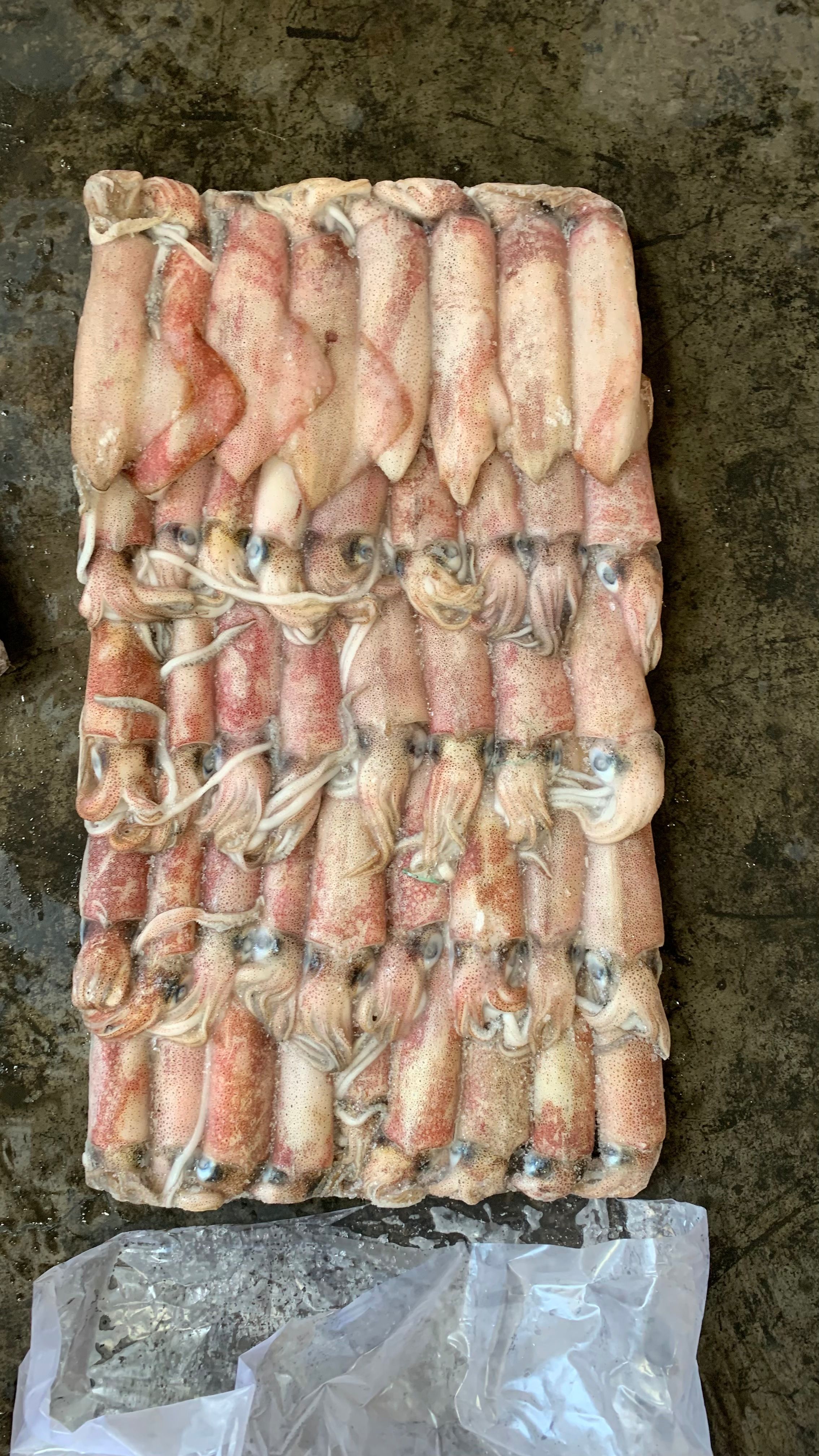 印尼红鱿批发钓6p钓5鱿鱼批发红管批发